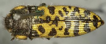 Media type: image;   Entomology 2725 Aspect: habitus dorsal view
